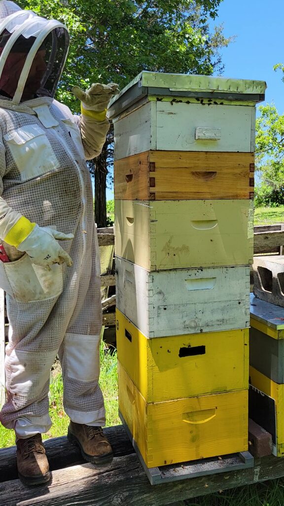 Demaree - Two-queen hive
